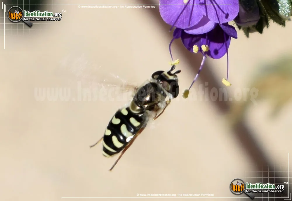 Flower Fly -Scaeva pyrastri - photo 3