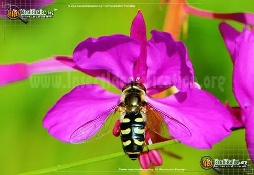 Flower Fly -Scaeva pyrastri - photo 6