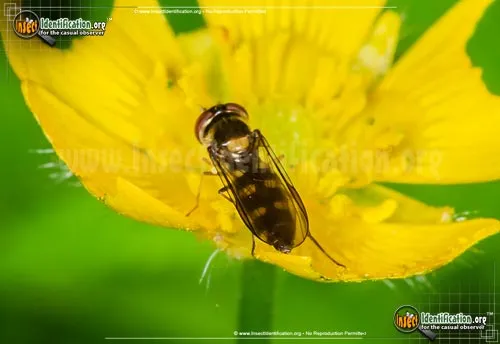 Flower Fly -Scaeva pyrastri - photo 8