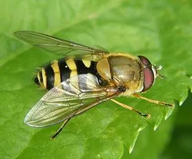 Flower Fly -Syrphus ribesii - Syrphus ribesii