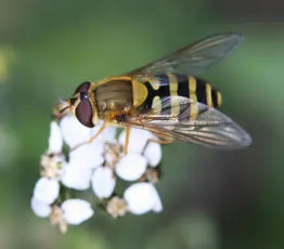 Flower Fly -Syrphus ribesii - photo 2