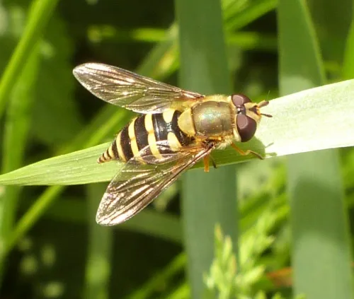 Flower Fly -Syrphus ribesii - photo 3
