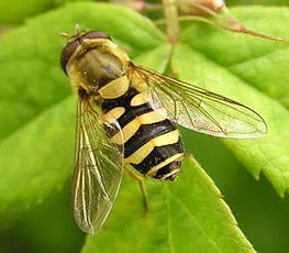 Flower Fly -Syrphus ribesii - photo 4