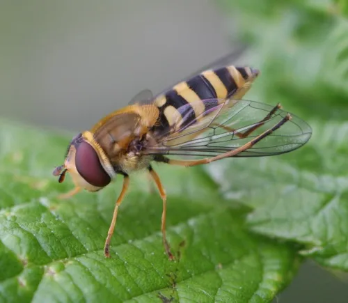 Flower Fly -Syrphus ribesii - photo 5