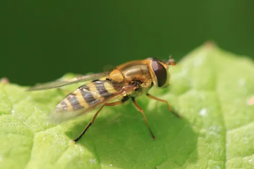 Flower Fly -Syrphus ribesii - photo 6