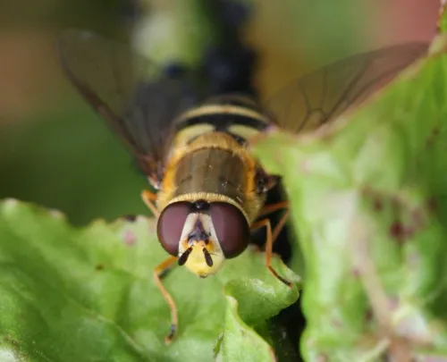 Flower Fly -Syrphus ribesii - photo 7