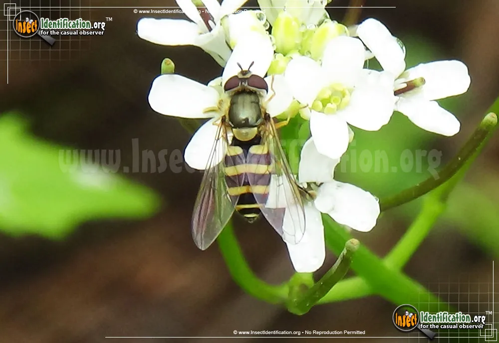 Flower Fly -Syrphus torvus