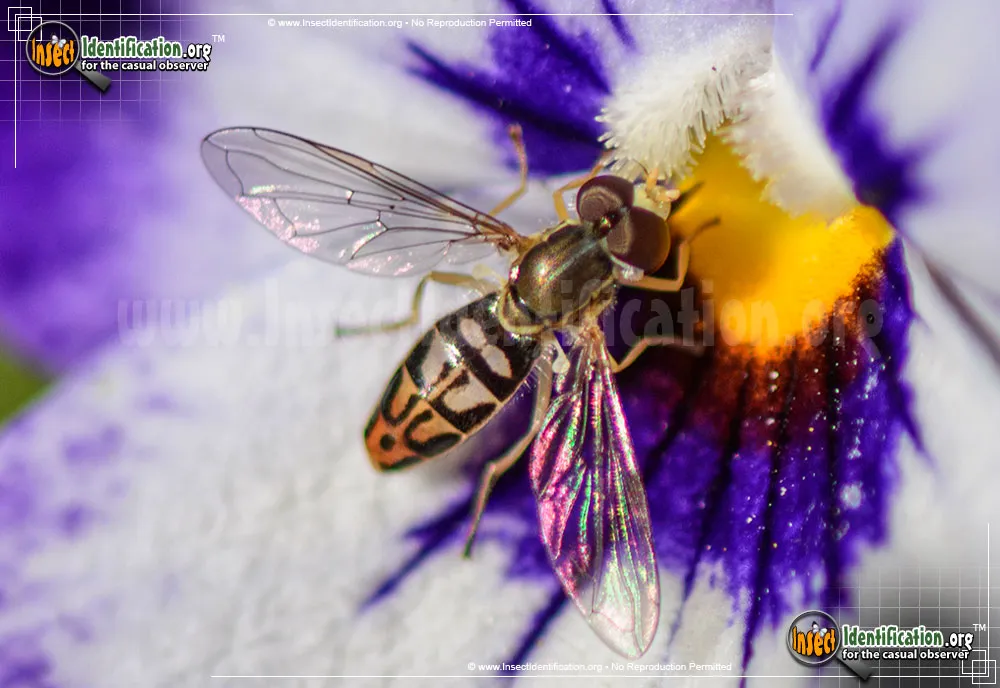 Flower Fly -Toxomerus marginatus - photo 8