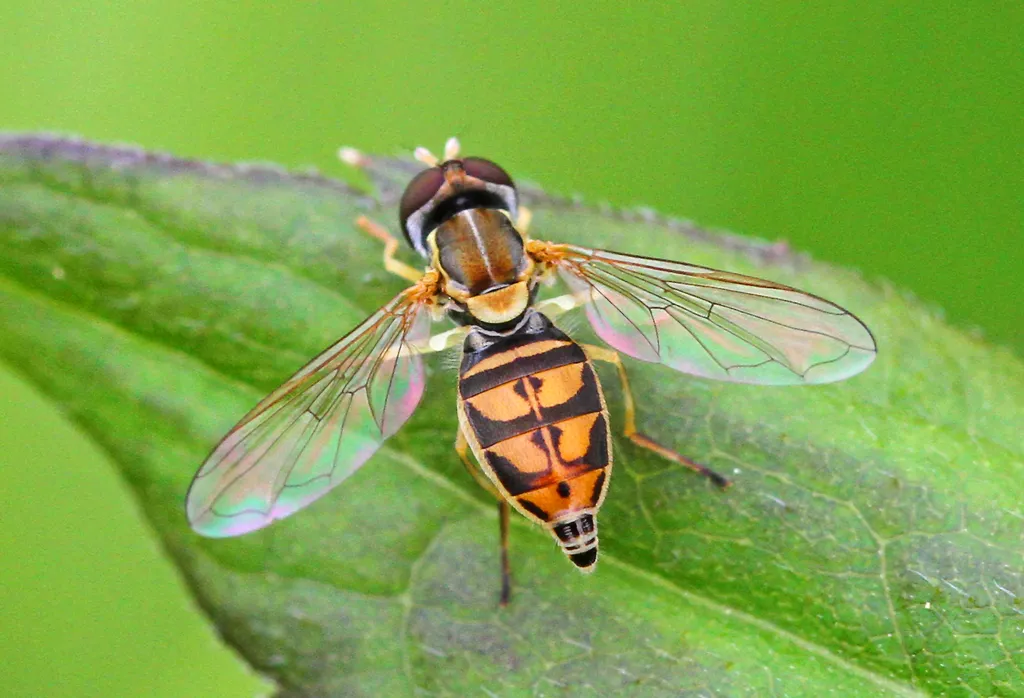 Flower Fly -Toxomerus marginatus