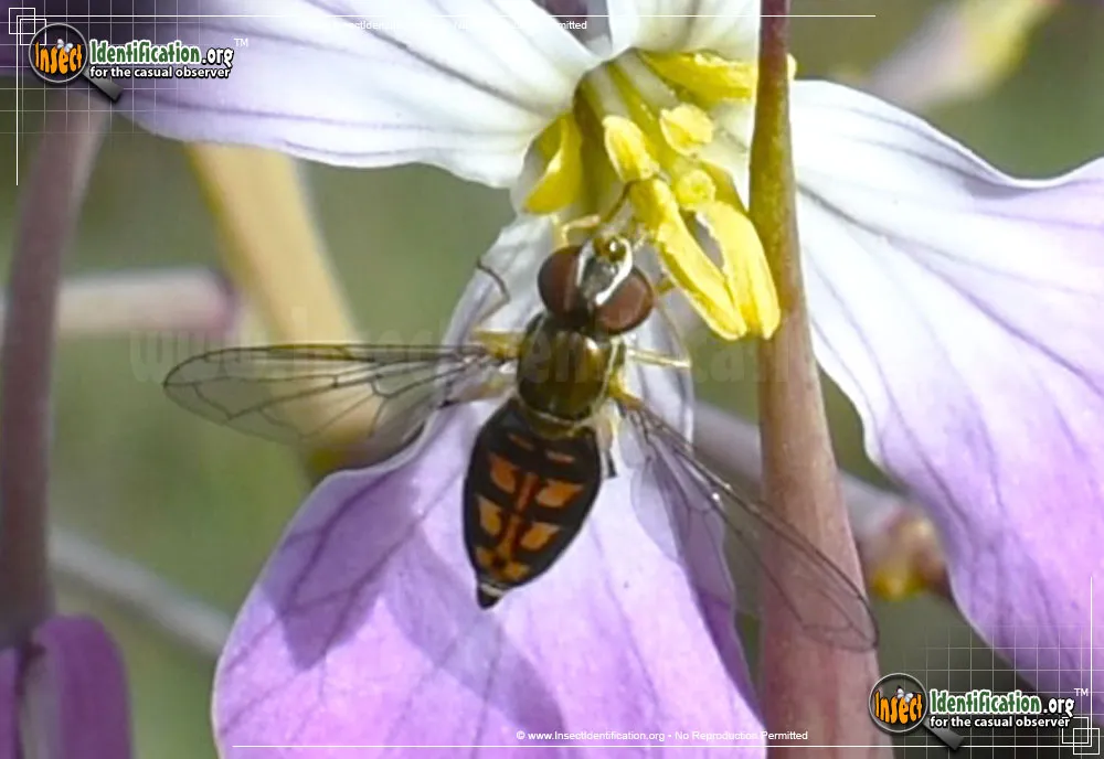 Flower Fly -Toxomerus marginatus - photo 2