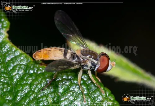 Flower Fly -Toxomerus marginatus - photo 4