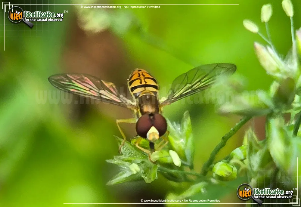 Flower Fly -Toxomerus marginatus - photo 5