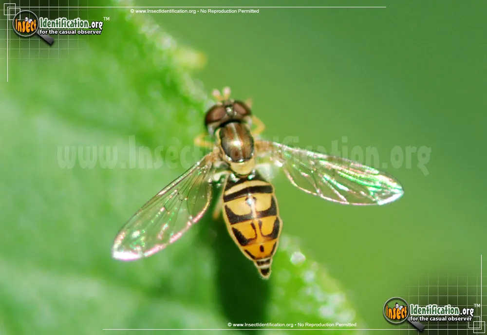 Flower Fly -Toxomerus marginatus - photo 7