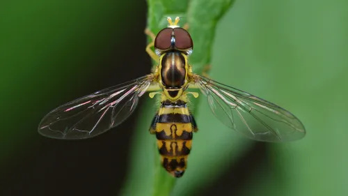Flower Fly -Toxomerus germinatus