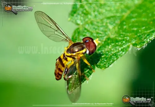 Flower Fly -Toxomerus germinatus - photo 3