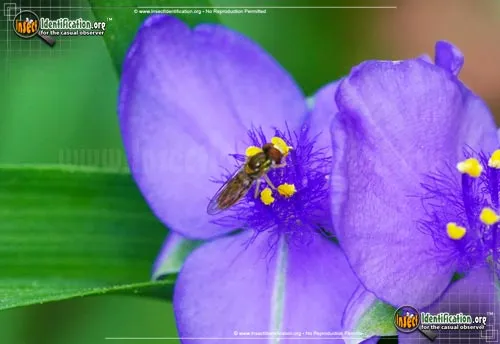 Flower Fly -Toxomerus germinatus - photo 5