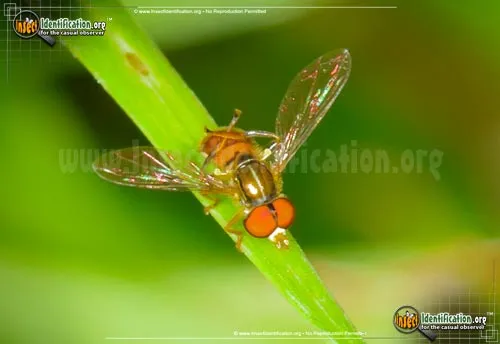 Flower Fly -Toxomerus germinatus - photo 6