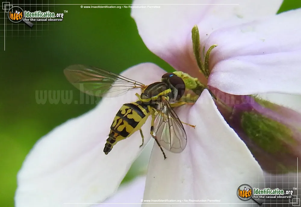 Flower Fly -Toxomerus germinatus - photo 7