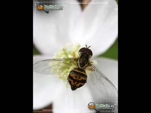Flower Fly -Toxomerus germinatus - photo 8