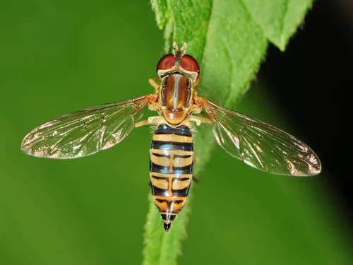 Flower Fly -Toxomerus politus - Toxomerus politus
