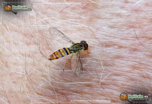 Flower Fly -Toxomerus politus - photo 4