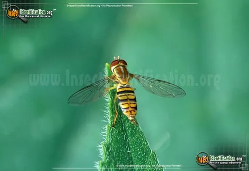 Flower Fly -Toxomerus politus - photo 8