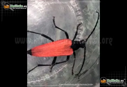 Flower Longhorn Beetle - photo 2