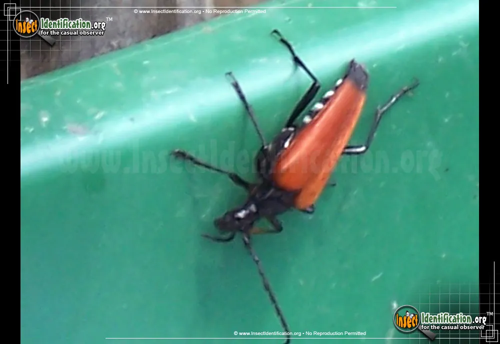Flower Longhorn Beetle - photo 3