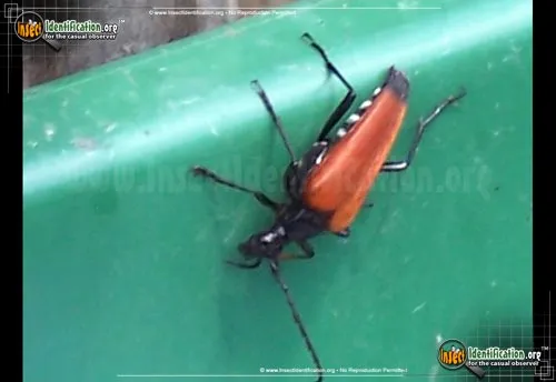 Flower Longhorn Beetle - photo 4