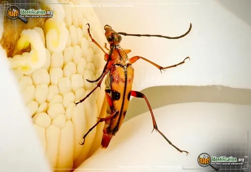 Flower Longhorn Beetle - photo 2