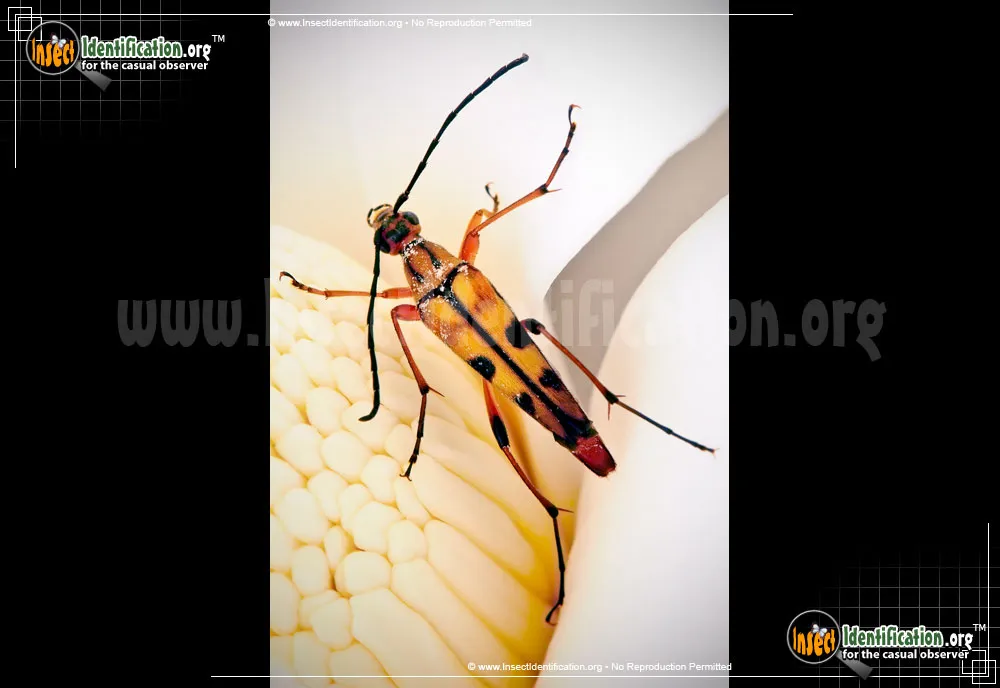 Flower Longhorn Beetle - photo 3