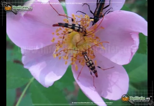 Flower Longhorn Beetle - photo 2