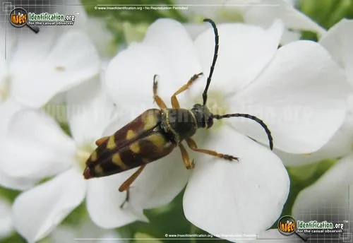 Flower Longhorn Beetle - photo 2