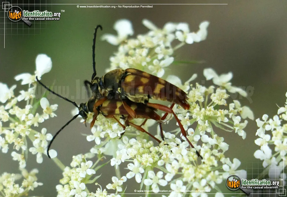 Flower Longhorn Beetle - photo 3