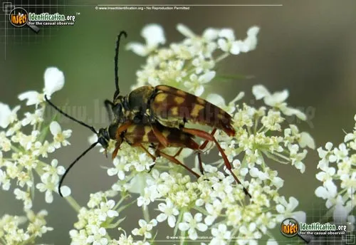 Flower Longhorn Beetle - photo 4