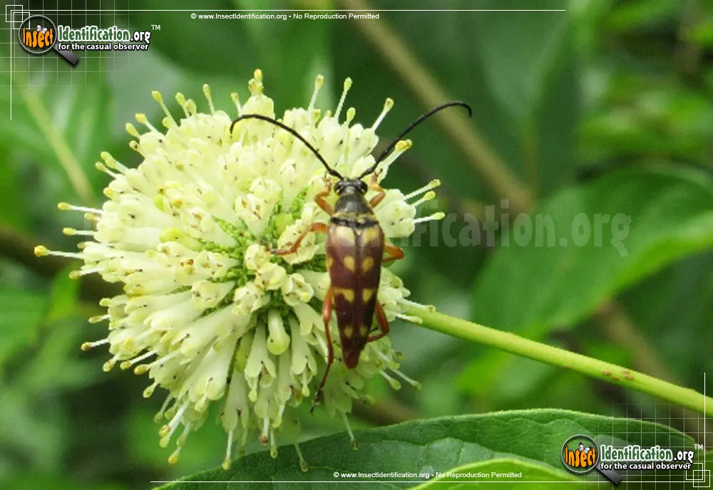 Flower Longhorn Beetle - photo 5
