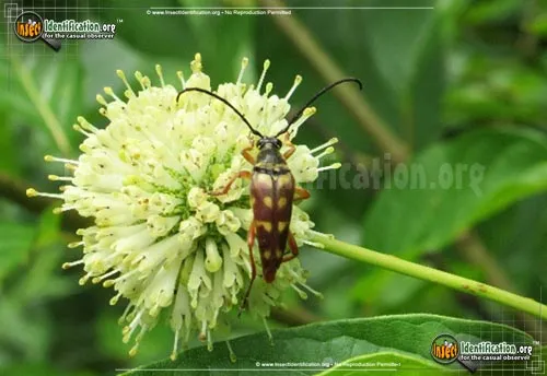 Flower Longhorn Beetle - photo 6
