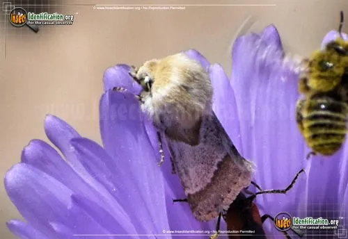 Flower Moth - photo 2