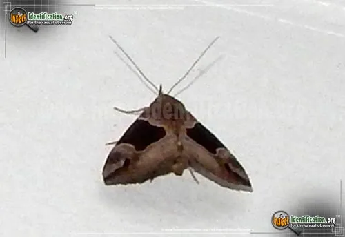 Flowing-line Hypena Moth - photo 2