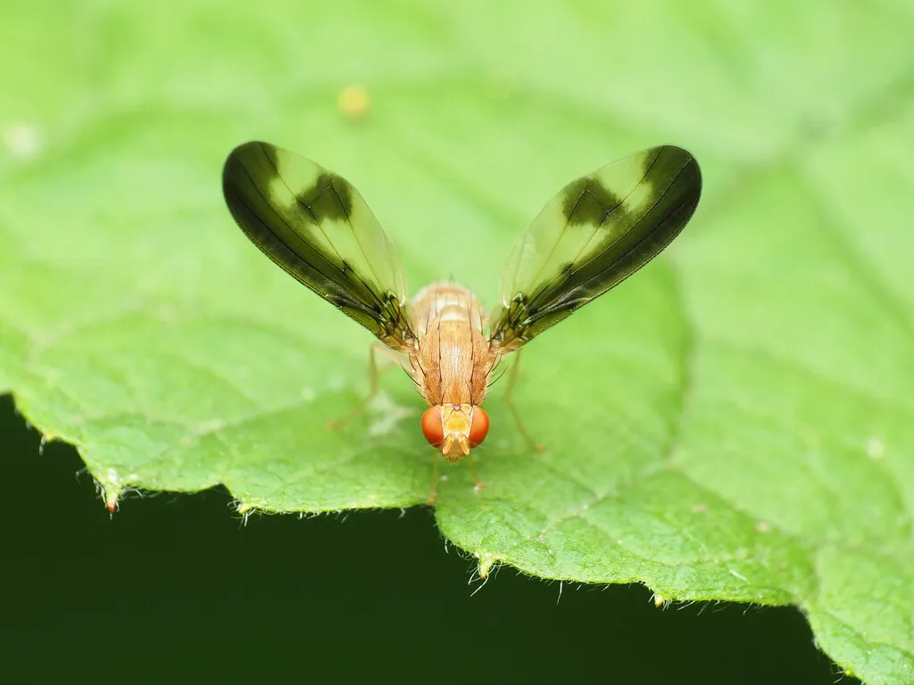 Flutter Fly - photo 2