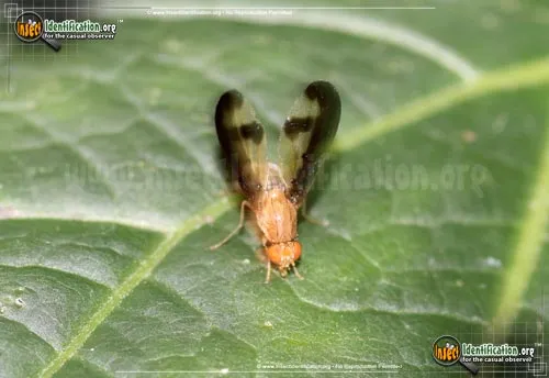 Flutter Fly - photo 4