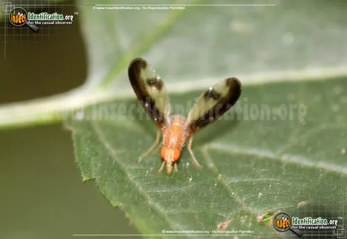 Flutter Fly - photo 5