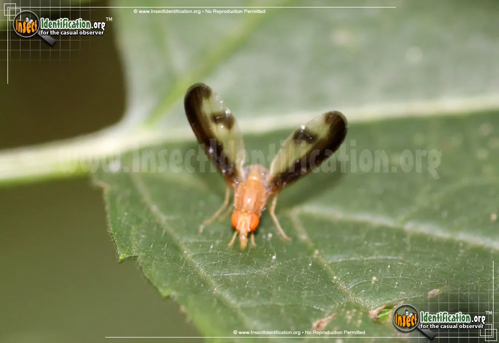 Flutter Fly - photo 6