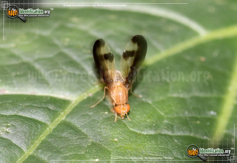 Flutter Fly - photo 7