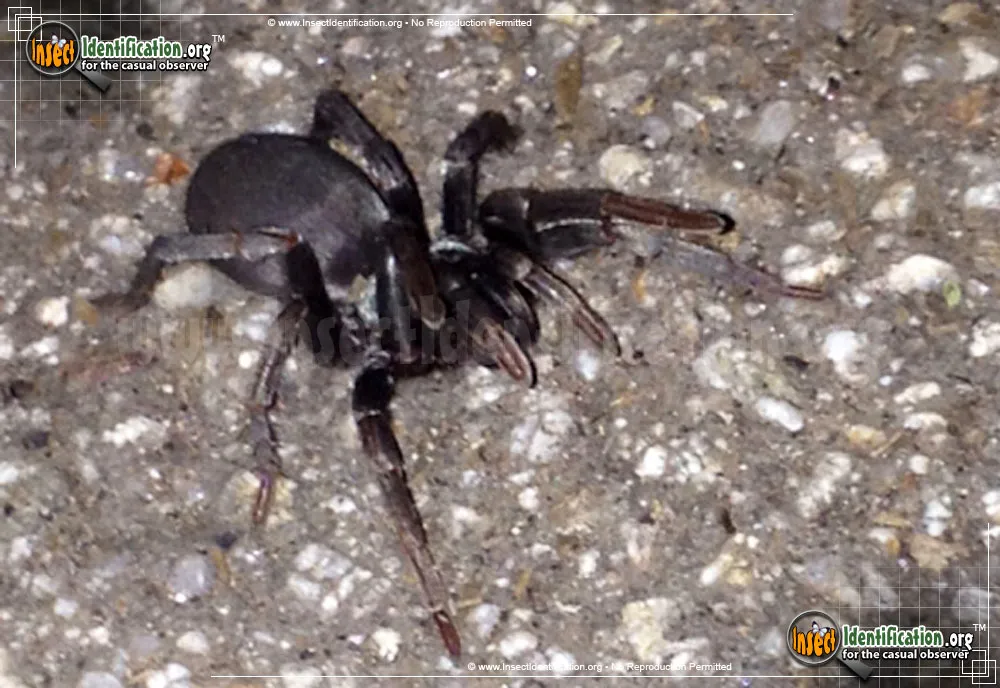 Folding-door Spider