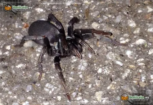 Folding-door Spider - photo 2