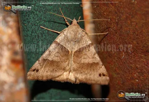 Forage Looper Moth - photo 2