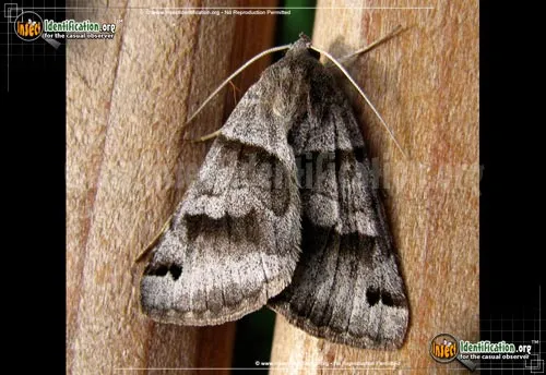 Forage Looper Moth - photo 4