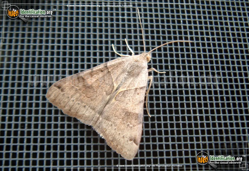 Forage Looper Moth - photo 5