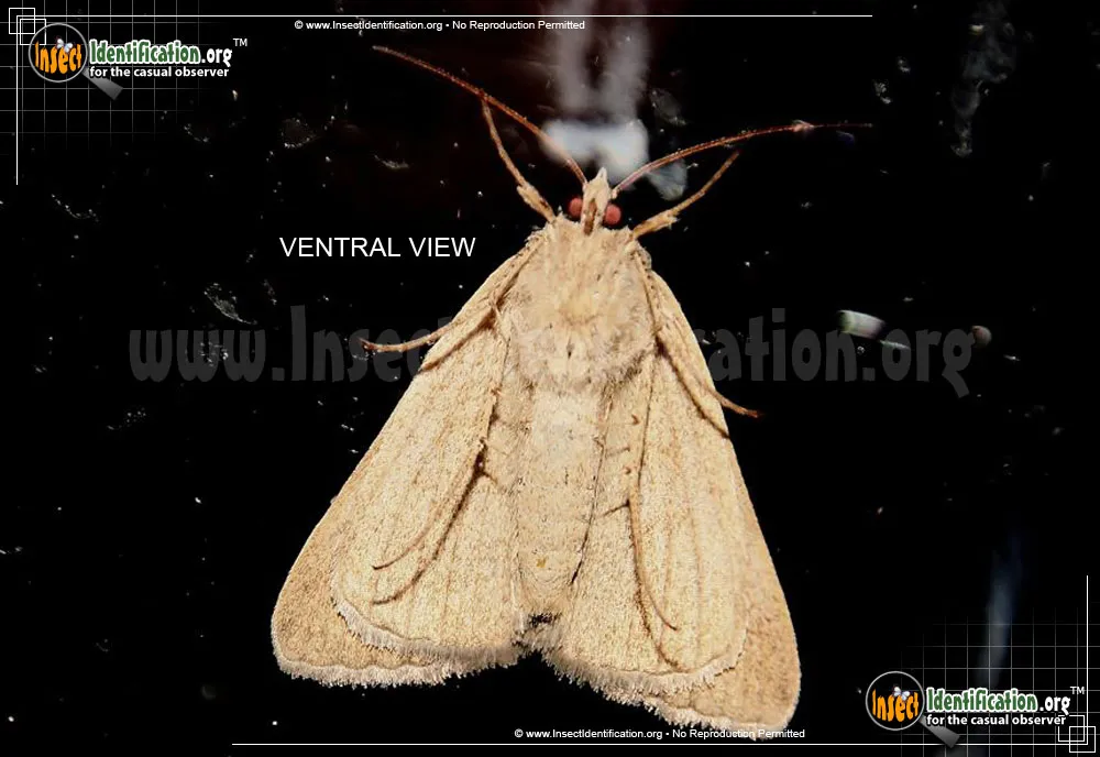 Forage Looper Moth - photo 7